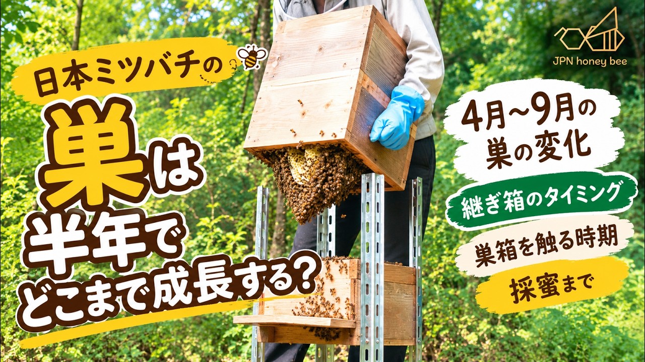 How Much Do Japanese Honeybee Hives Grow in Half a Year? Hive