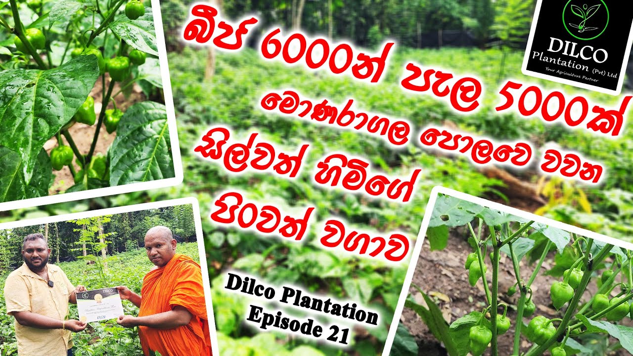 බීජ 6000න් පැල 5000, මොණරාගල පොලවෙ වවන සිල්වත් හිමිගේ පි0වත් නයි මිරිස් වගාව Dilco Plantation Ep 21