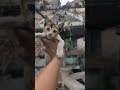 Amazing Kitten 