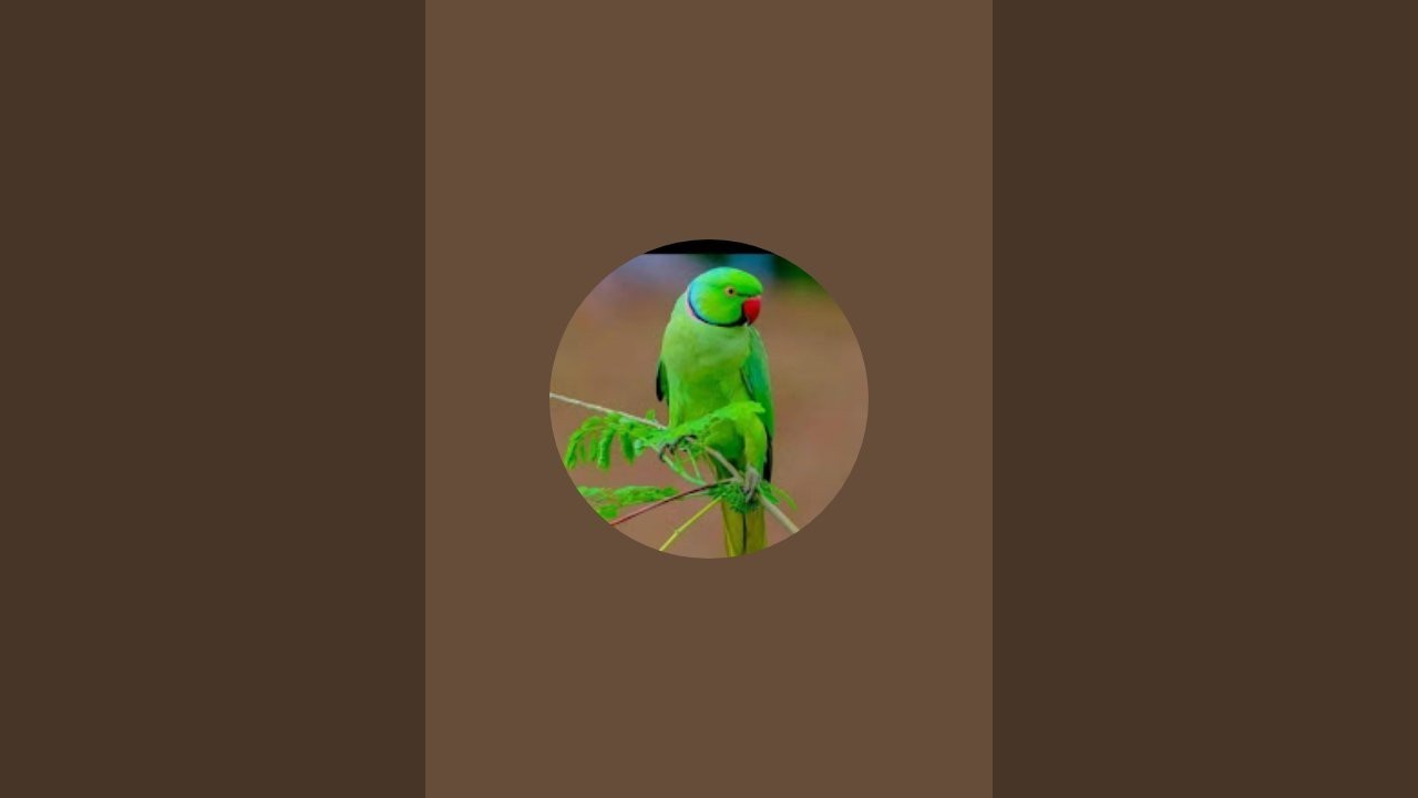 Hello guys myself Neha Jha some music