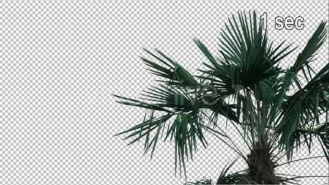 Real Palm Tree with Alpha Channel