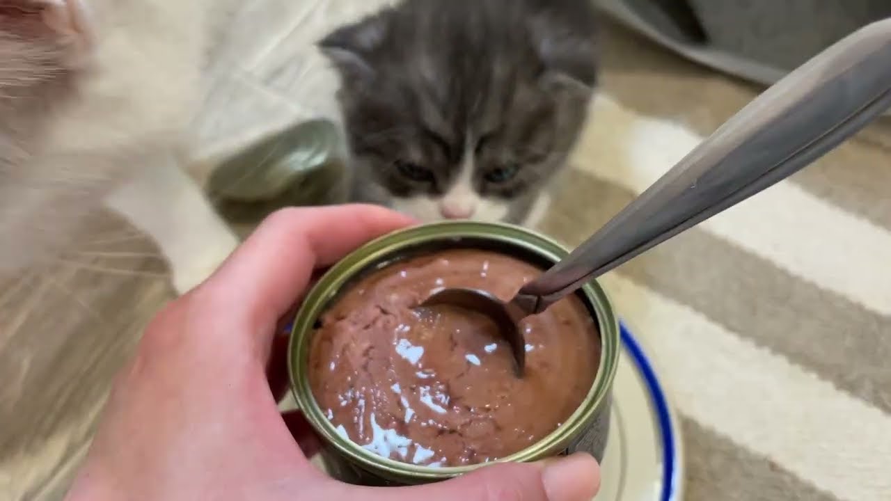 30 й день Мимишатам 🥰 знакомство с едой 😅