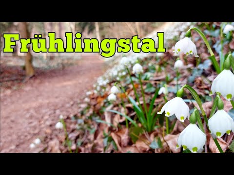 Video: Wenn Schneeglöckchen blühen, erwacht die Natur