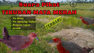 Suara Pikat Burung Tikusan Mata Merah - Ayam Ayaman Sawah TERBARU 2022