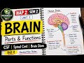 Brain | Human Brain, Cerebrospinal Fluid & Brainstem Explained | HAP 2 🧠 Pharmacy