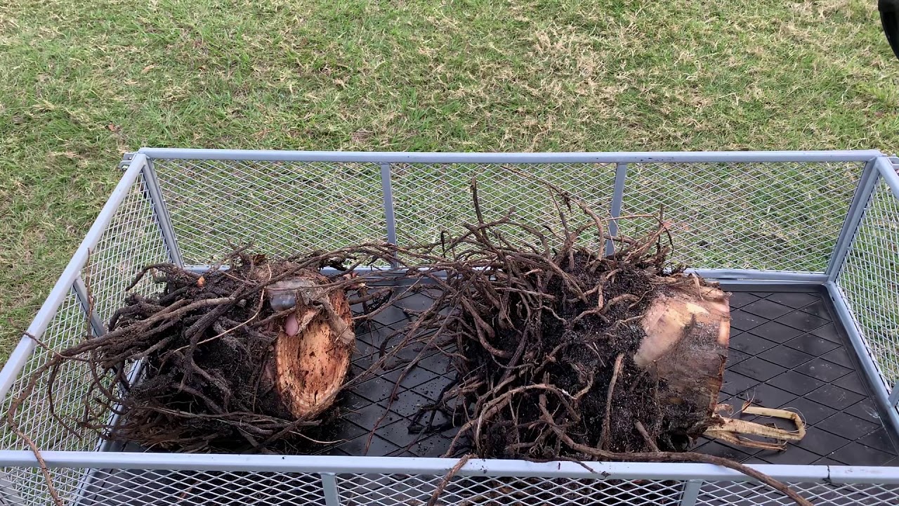 Cold hardy banana Raja Puri