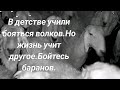 Қазақтардан көрі қойдан пайдасы мол!