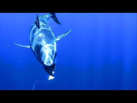 Incredible footage Bluefin Tuna Underwater Hook up – Hook-eye Action Camera – Strike Tonno