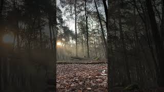 Ziggy The American Stafford Running Through His Favorite Forest.