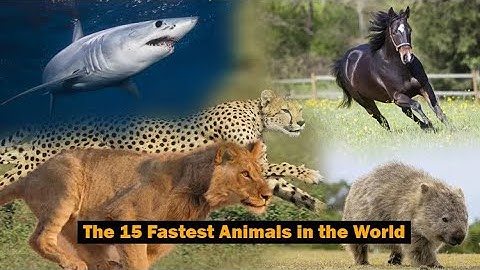 The 15 Fastest Animals in the World