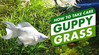 How to take care of the guppy grass?