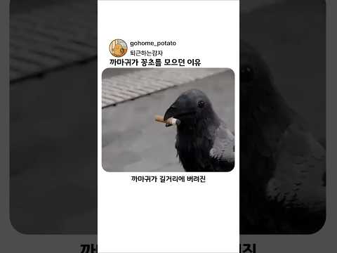까마귀가 꽁초를 모으던 이유 thumbnail