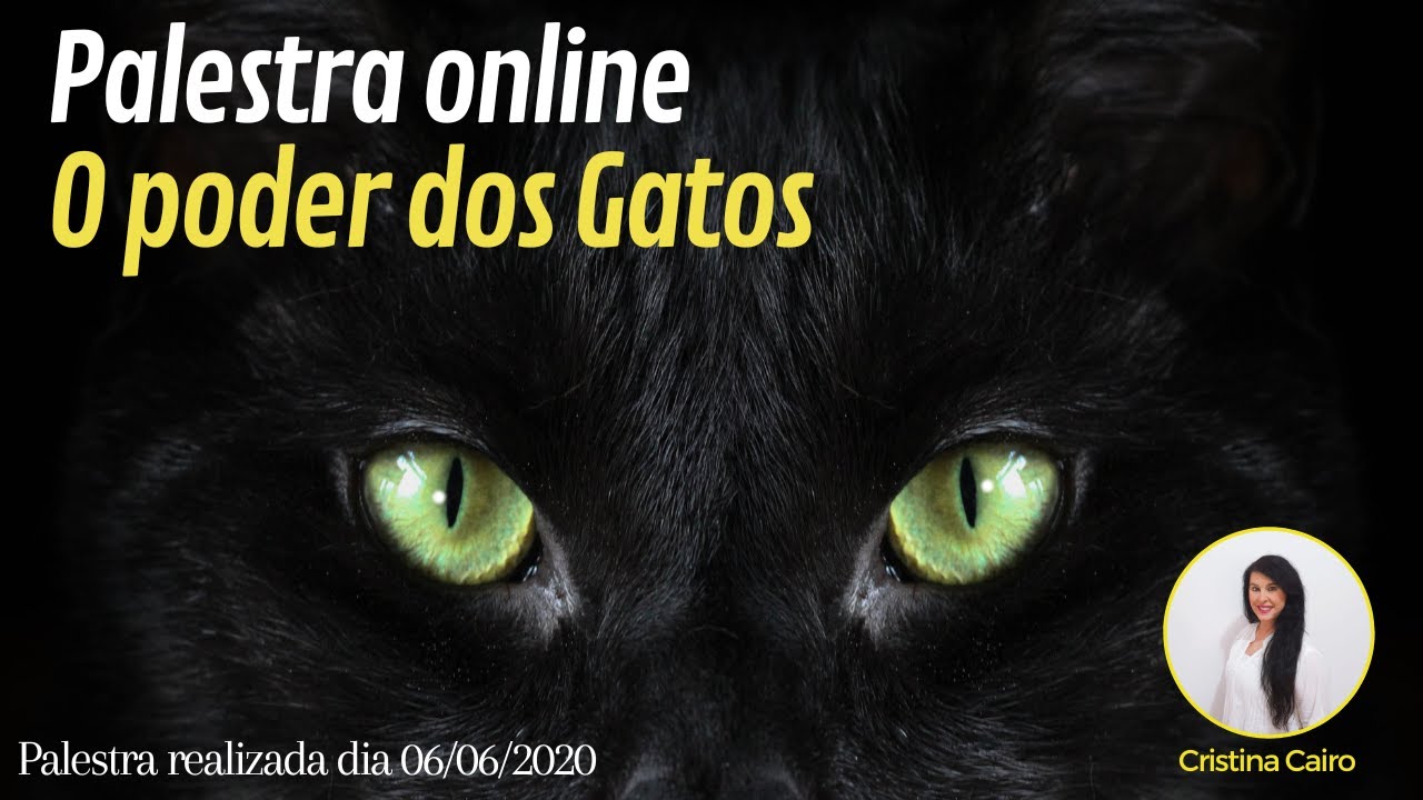 PALESTRA O PODER DOS GATOS CRISTINA CAIRO YouTube