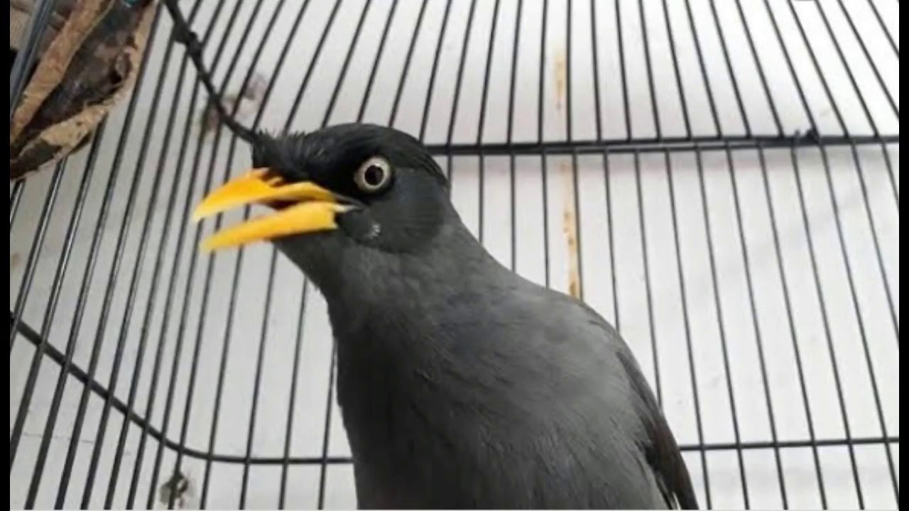 kicauan alami burung jalak kerbau gacor dan jinak 