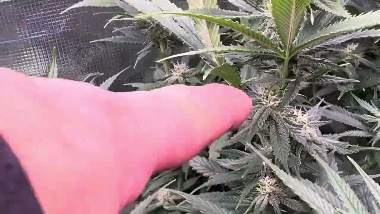 INSANE WEEK 3 FLOWER in My 2x4 Gorilla Tent! KIND LED X420 Absolutely SMASHING 