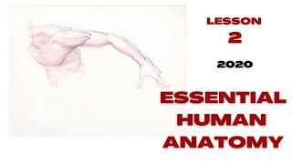 Essential Human Anatomy: Arms, Legs, Hands & Feet July 2020 L2