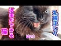 飼い主の質問にご丁寧に返事をする猫がかわいい【しゃべる猫】