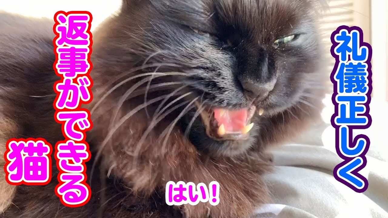 飼い主の質問にご丁寧に返事をする猫がかわいい しゃべる猫 Youtube