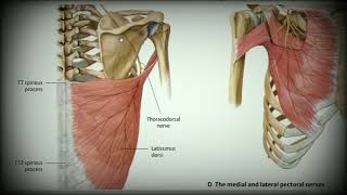 Анатомия с АВ. Плечевое сплетение (plexus brachialis).