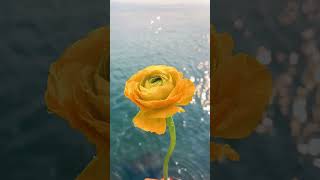 Yellow flower lyrics youtubeshorts tiktok