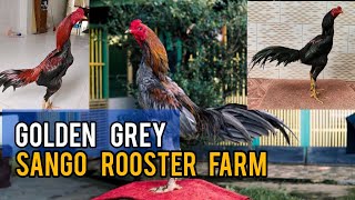 Golden Grey Stud  Sango Rooster Farm