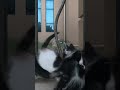ഞാൻ കൊച്ചു കുട്ടിയല്ലേ 🤣🤣 #kitty #kittens #malayalam