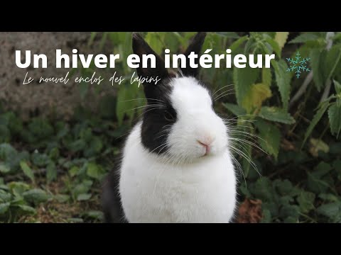 Nouvel enclos intérieur des lapins - Un hiver bien au chaud ❄