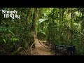 Virtual Walk Through Rainforest in 4K | Greenes Falls Track - Mount Glorious Australia