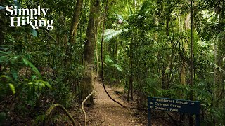 Virtual Walk Through Rainforest In 4K | Greenes Falls Track - Mount Glorious Australia