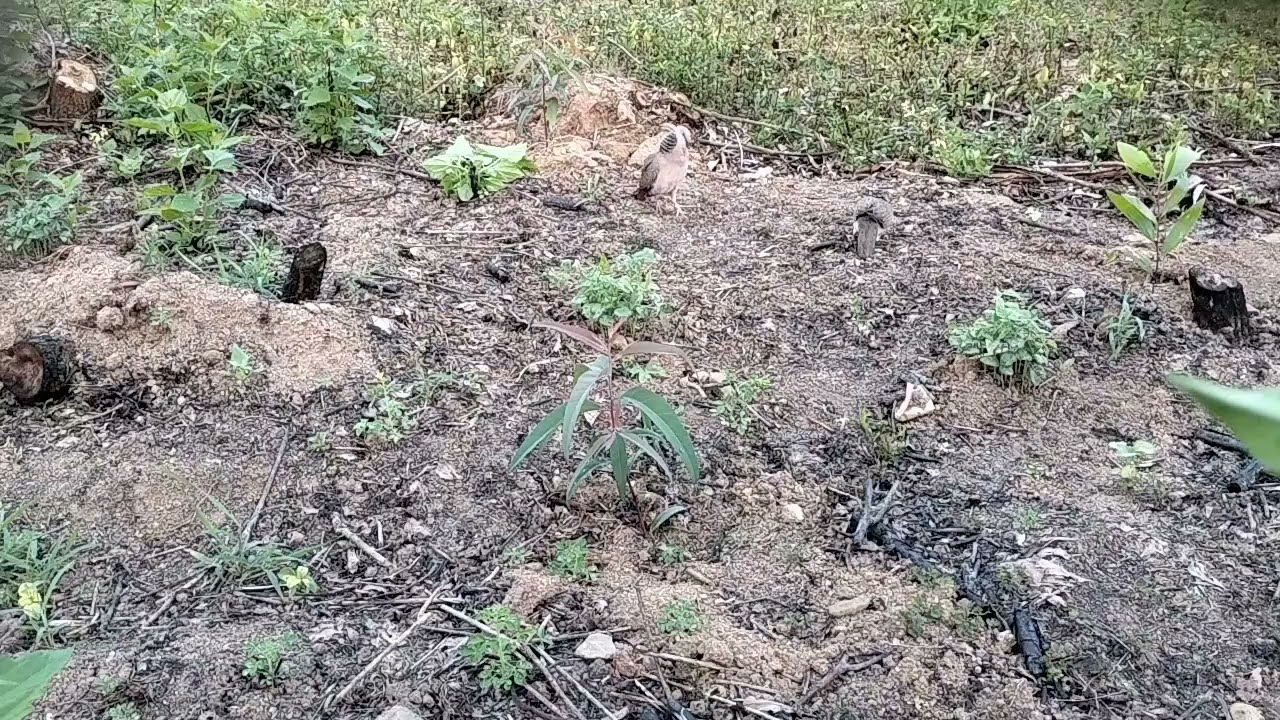 @ sáng mùng 7 Tết lụm bổi Đồng.