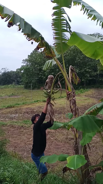 This owl was also caught #trending #nature #animals #wildlife #birds #cute