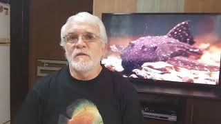 Советы начинающим 5 (перевод дискусов в другую воду). Советы начинающим 5 (перевод дискусов в другую воду).