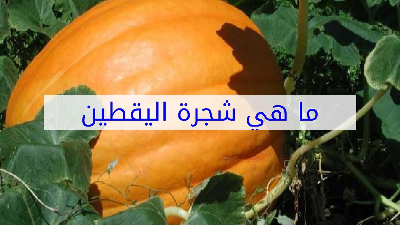 ما هي شجرة اليقطين Youtube