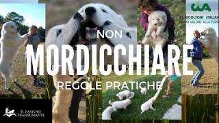 Il CUCCIOLO MORDE?. Come non farlo mordicchiare? Regole pratiche Focus Pastore maremmano abruzzese