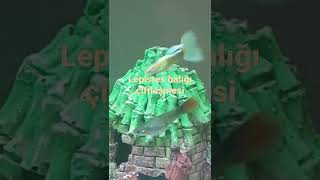 Lepistes Balığı Çiftleşmesi