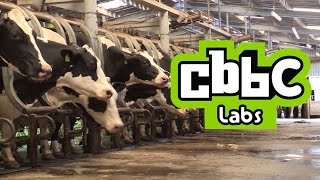 CBBC LABS: The Muckers Milking Cows  What do you think?