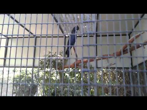 Varied Lorikeet in Australia