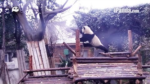 Kongfu panda shows her super climbing skills