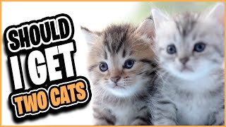 Two Cats - Is it a Good IDEA? by Alpha Match  1 view 1 year ago 8 minutes, 42 seconds