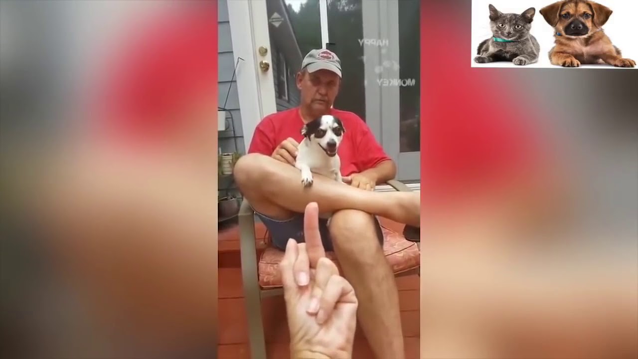 めっちゃキレる犬 猫 中指を立てられた犬 猫の反応が超おもしろ Youtube