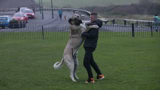 Meet the UK's biggest dog, an 18 stone 'gentle giant' who eats an entire chicken dinner a day  at a