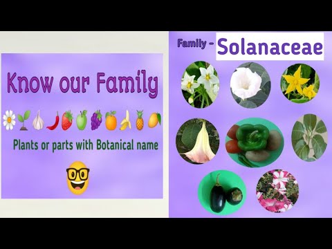 Video: Funny Solanaceae (аяктоо)