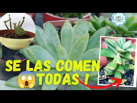 Video: Roedores que se alimentan de plantas de cactus: consejos para proteger los cactus de los roedores