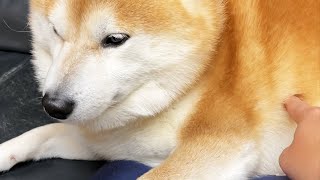 おなかのたぷたぷを指摘される柴犬