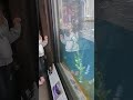 Otter Swimming at the Monterey Bay Aquarium PT. 6