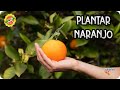 Como Y Cuando Plantar Un NARANJO : Necesidades Y Cuidados De Este Árbol || La Huertina De Toni