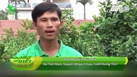 Có nên ghép chanh lên cây bưởi hay không?