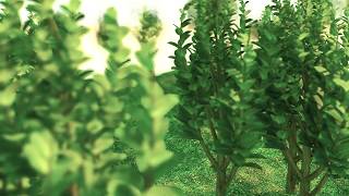 Cinema 4D Mospline Plant