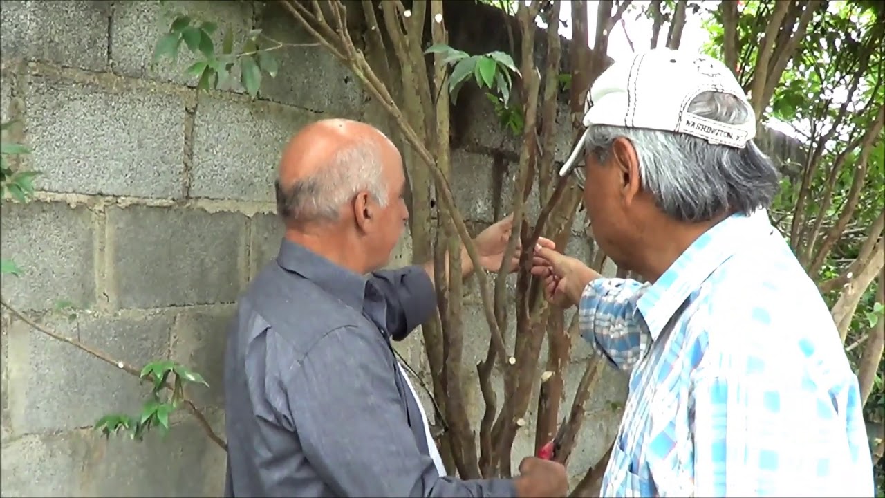 803 ) –   PODA DA JABUTICABEIRA - ITAPEVI - SP  ( PODA DE FRUIFERAS NO SUDESTE )      1376aa