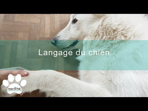 Vidéo: Communication Vocale : Interpréter Le « Parler » Du Chien